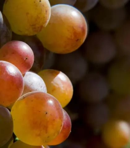 uvas-criolla-decepas