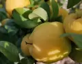El membrillo es una fruta rica en fibra y antioxidantes, ideal para mejorar la digesti�n y fortalecer el sistema inmunol�gico.