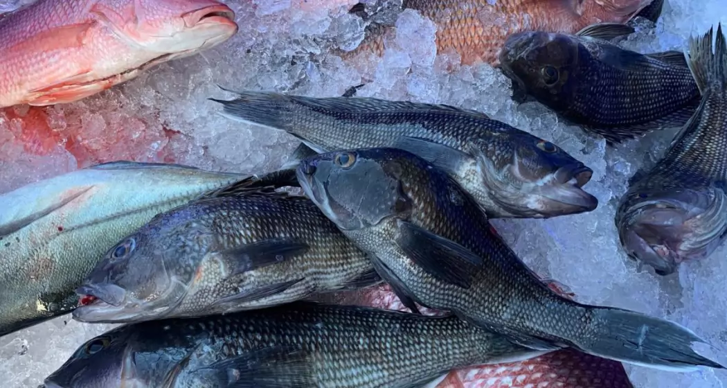 snapper-fresh-fish-fresh-catch-commercial-fishing-fish-house-sea-bass-vat-of-fish-black-sea-bass_t20_1QwA8N