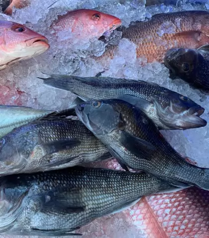 snapper-fresh-fish-fresh-catch-commercial-fishing-fish-house-sea-bass-vat-of-fish-black-sea-bass_t20_1QwA8N