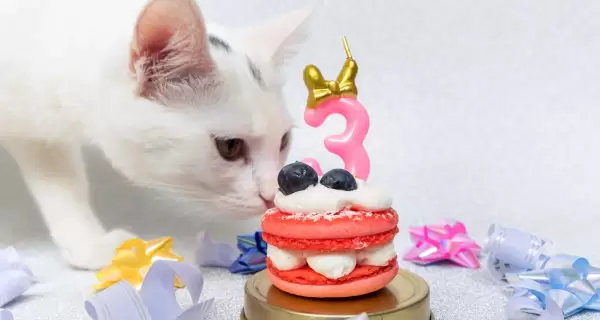 Pasteleria-para-Perros-y-Gatos-recetas-sanas-para-mascotas-scaled