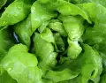Diversas recetas creativas con lechuga.