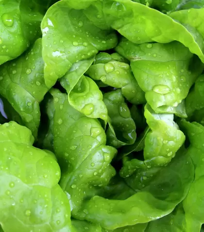 Diversas recetas creativas con lechuga.